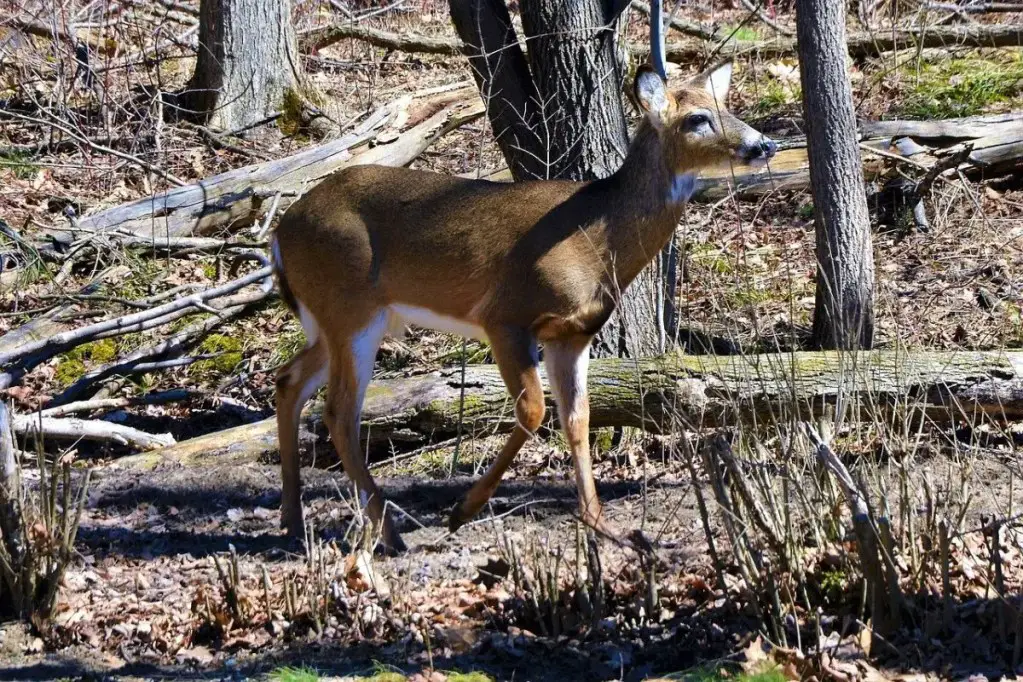 Whitetail Deer - Chronic Wasting Disease