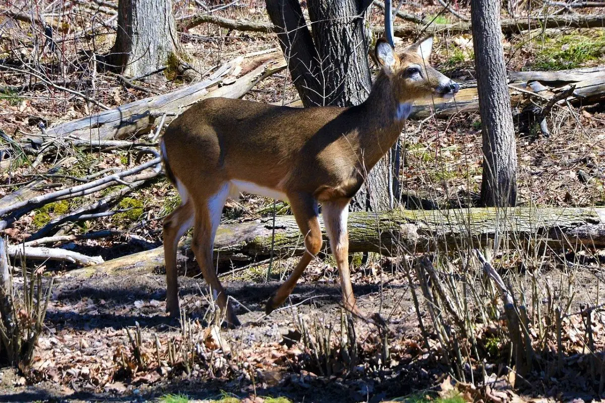 Deadly Chronic Wasting Disease Fears Force Minnesota To Ban Farmed Deer Transport