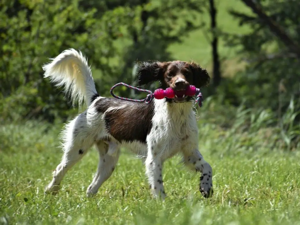 Hunting Dog Fetching