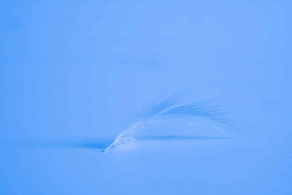 Blue feather - Remains of an Michigan Indian Chief