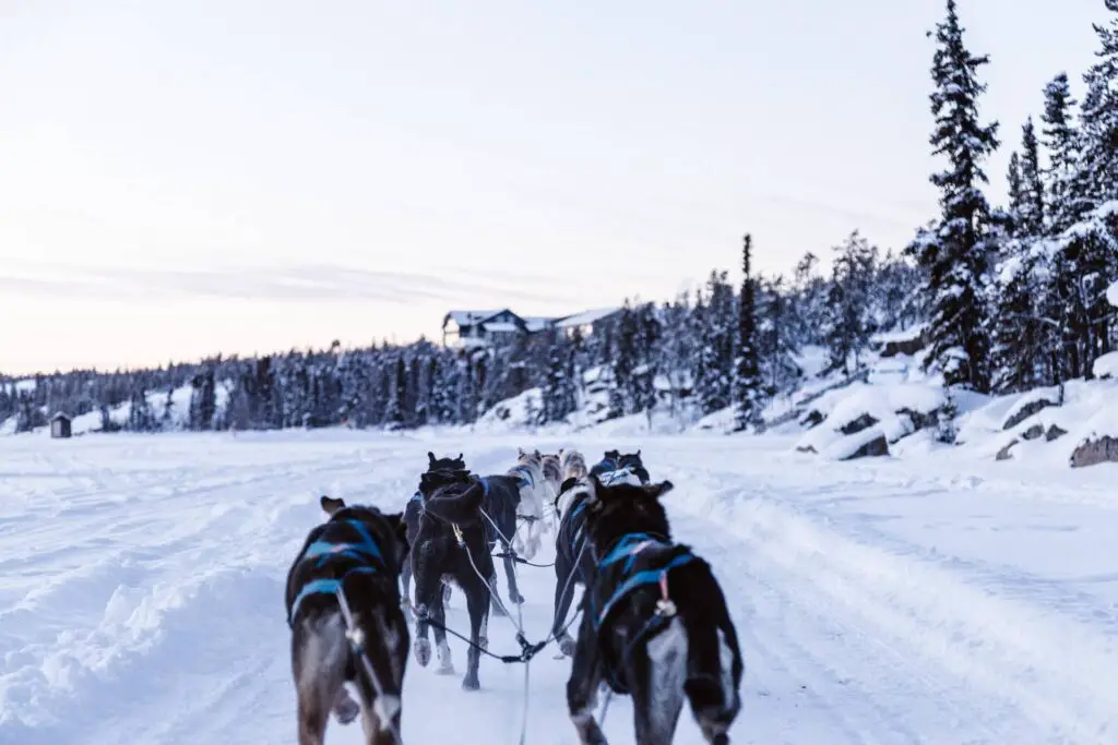 Dog Sledding in Michigan