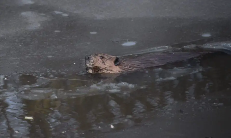 Busy Beavers Lodging at Huron County Nature Center Near Port Austin Michigan