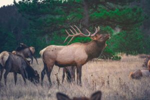Elk Herd
