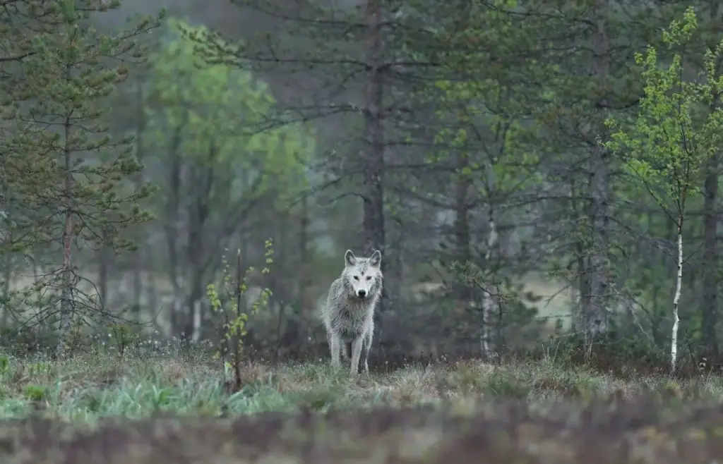 Grey Wolf - Michigan Wolves
