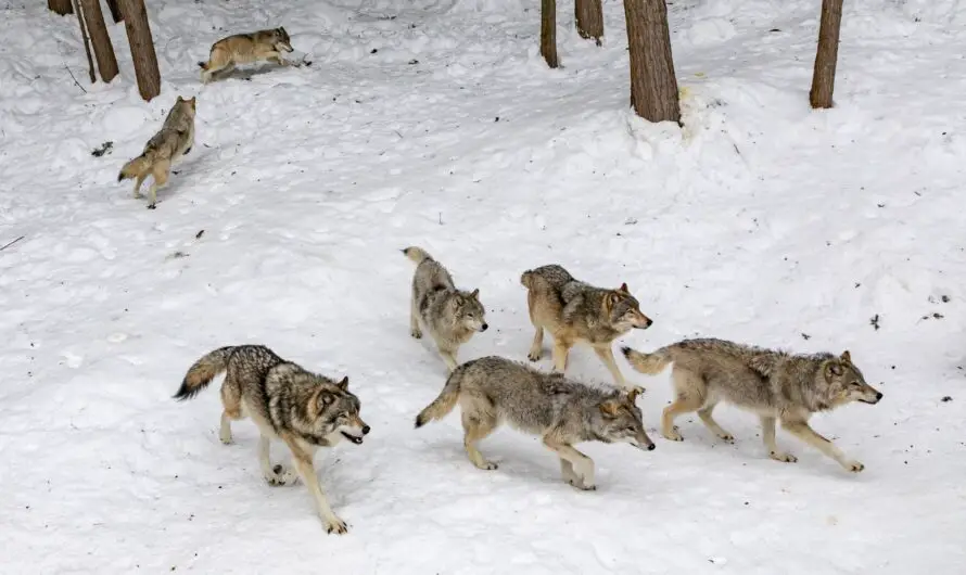 Michigan Wolves Howl in the Face of Biodiversity Loss