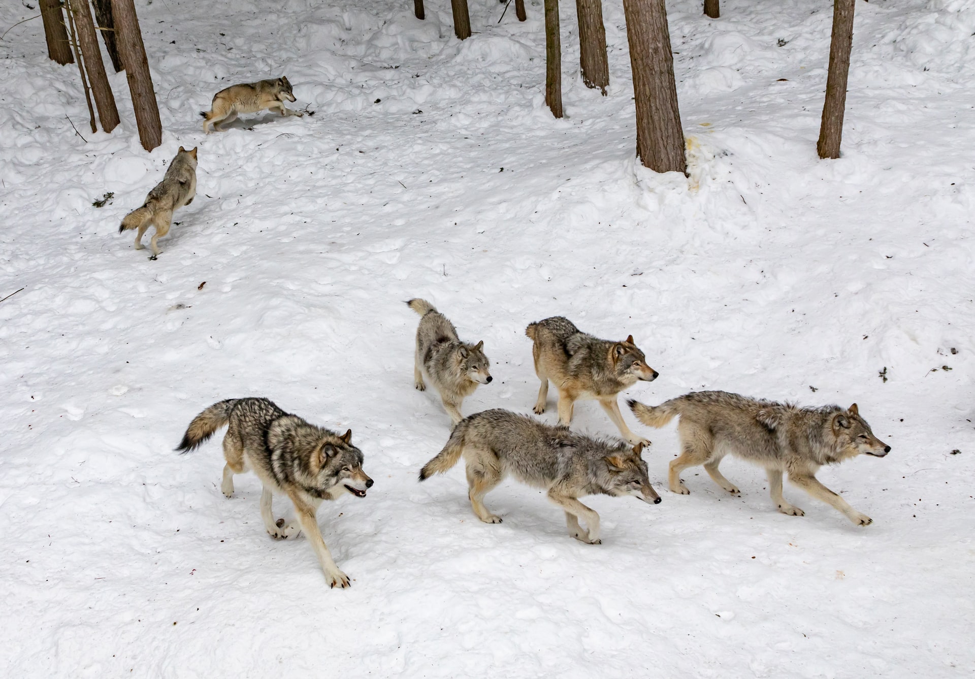 Michigan Wolves A Biodiversity Success Story Thumbwind