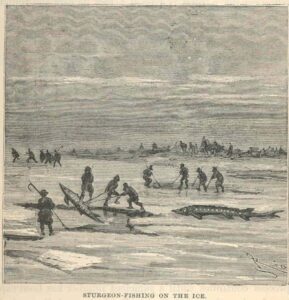 Sturgeon Fishing On Ice