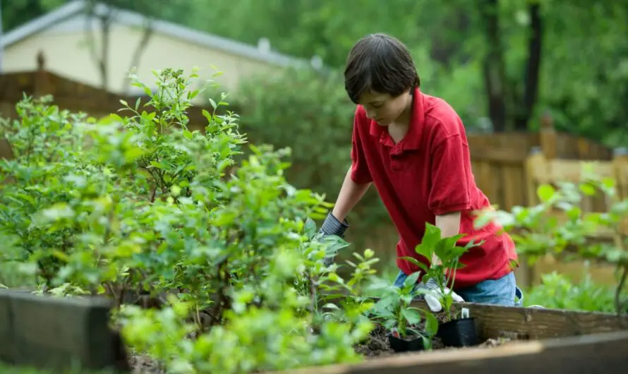 Green Living 101: Here’s How to Tend Your Garden Guilt-free and Help the Environment