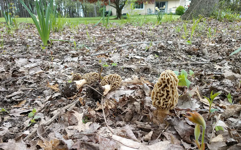 Michigan Morels