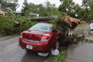 Tree On Car