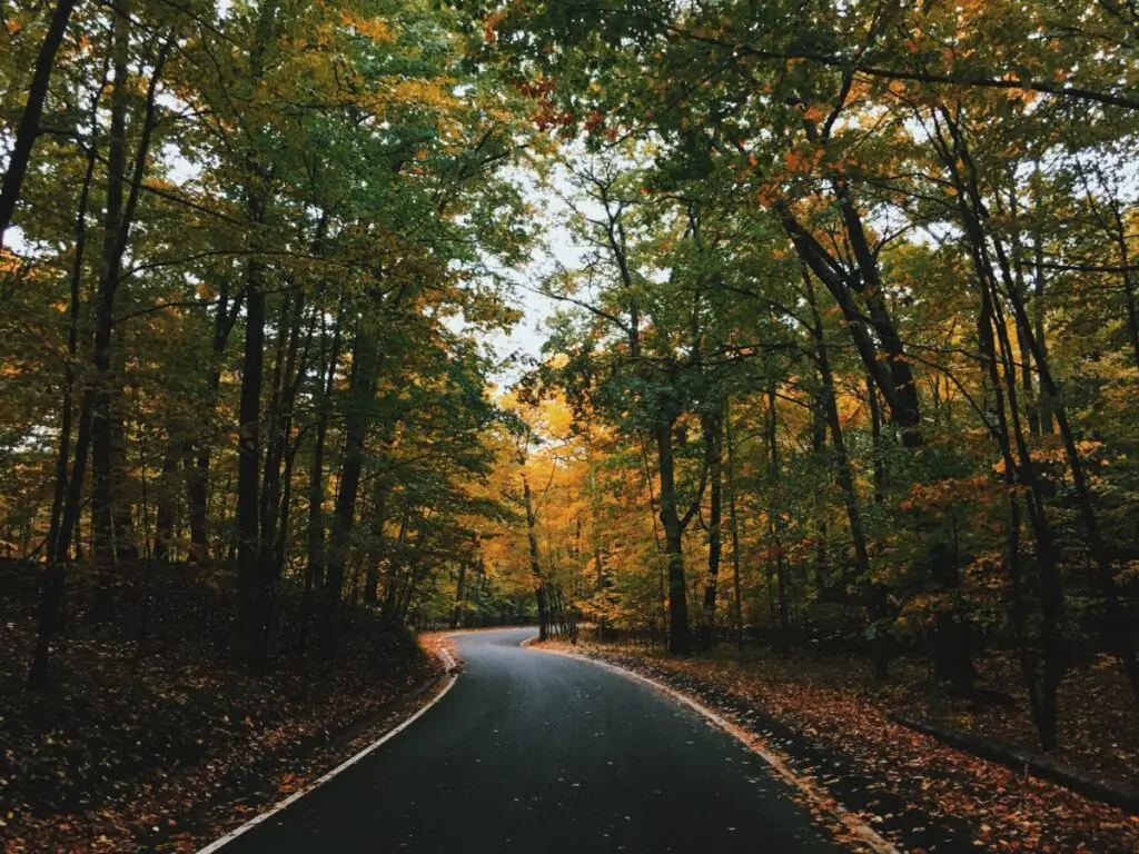 Tunnel of Trees