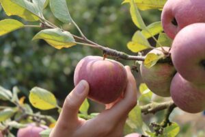 Apple Picking