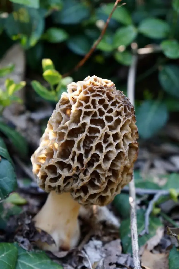 Ready, Set, Morel! Michigan Morels On Their Way 5 Hunting Tips