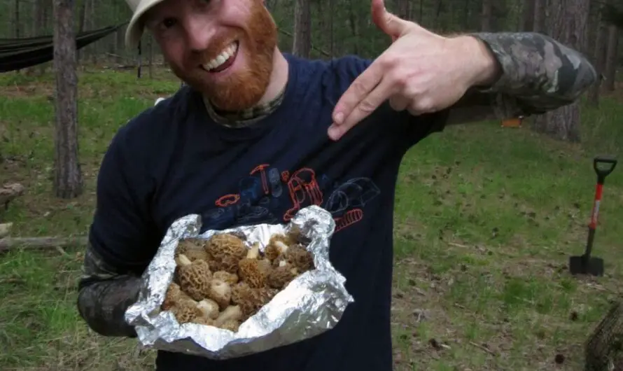 Ready, set, Morel! Michigan Morels On Their Way – 5 Hunting Tips