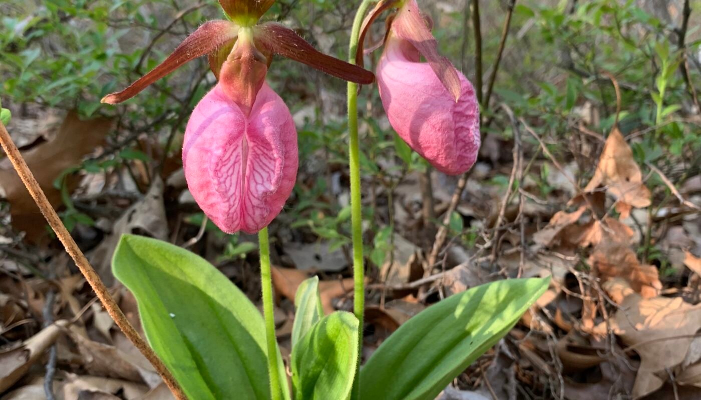 Lady Slipper Flower