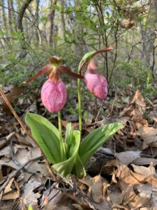 Lady Slipper Flower