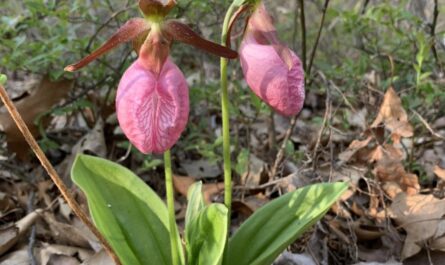 Lady Slipper Flower