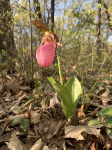 Lady Slipper Flower