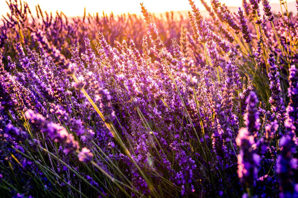 Michigan Lavender Farms