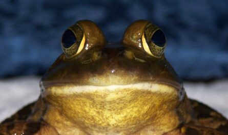 Bull Frog Up Close