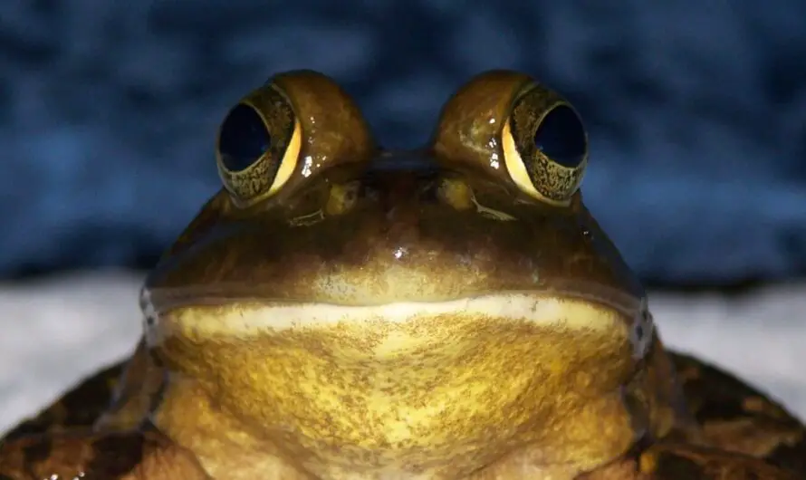 Amphibians of Michigan Make Appearance at Huron County Nature Center, July 16