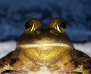 Bull Frog Up Close