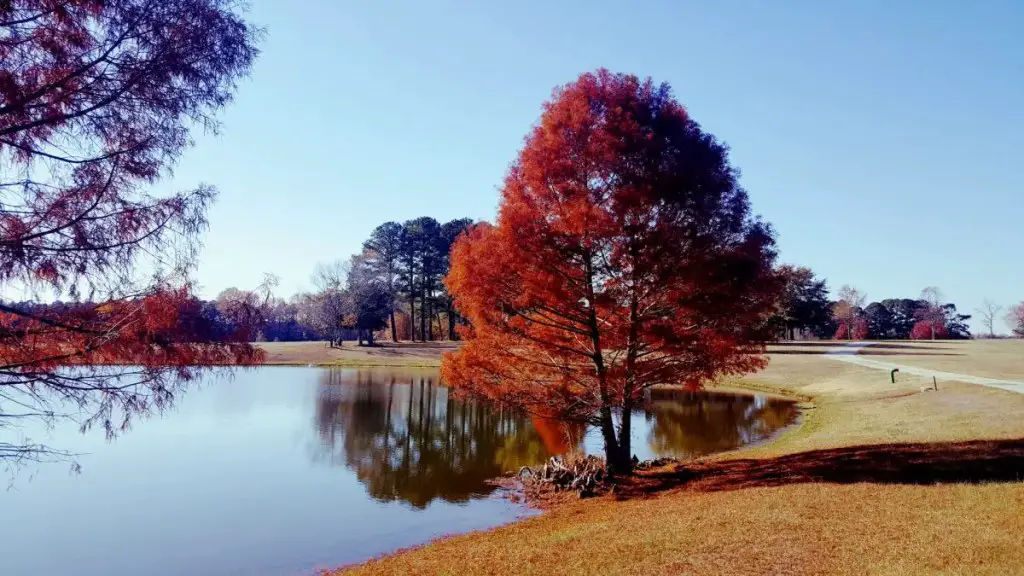Colorful trees on pond - how to add color to your garden

