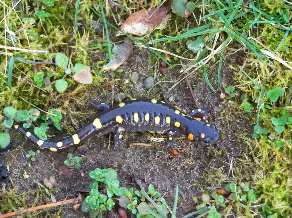 Spotted Salamander - Amphibians of Michigan