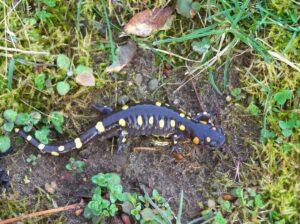 Spotted Salamander