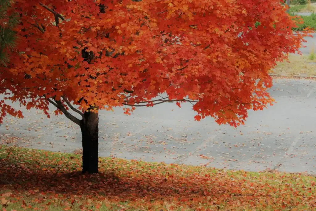 Maple Tree - How to Add Color to Your Garden