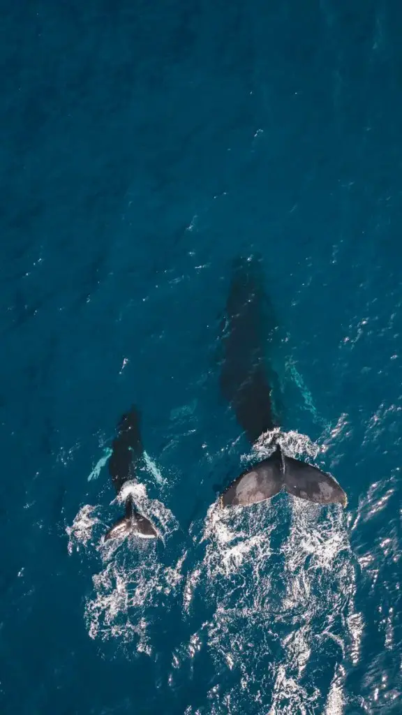 Two Whales Below Maui
