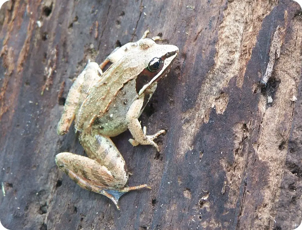 Wood Frog - Amphibians of Michigan