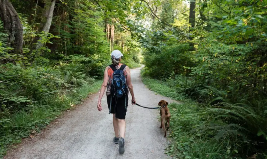 4 Mistakes To Avoid When Walking Your Dog