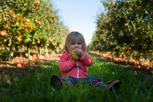 Toddler eating an apple in an orchard