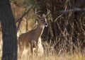 Michigan Deer Hunting Season