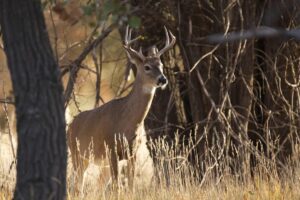 Michigan Deer Hunting Season