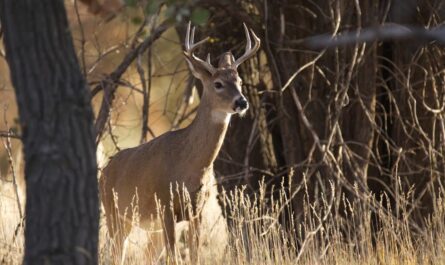 Michigan Deer Hunting Season