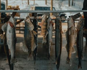 Fisheries Survey