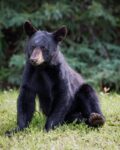 black bear