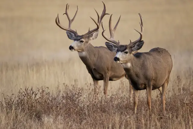 deer hunters target deer