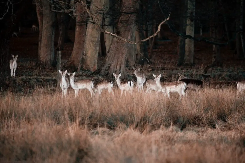 deer collisions - deer bating ban