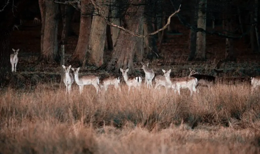 Huron County Sheriff Urges Extra Caution As Deer Collisions Spike In 2023