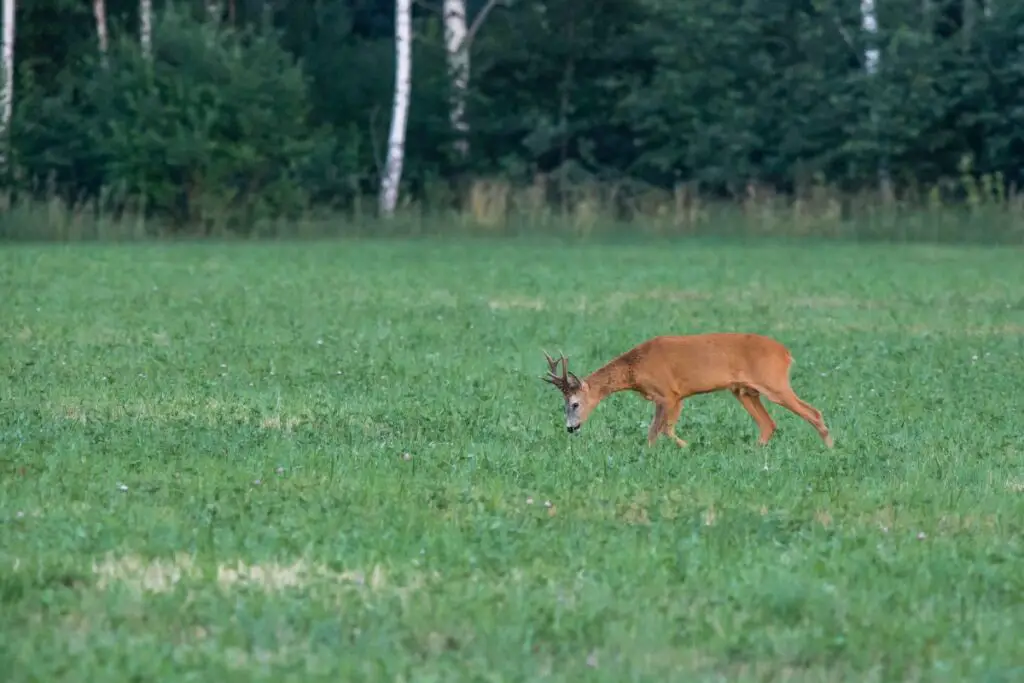 deer collisions
