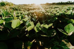 Soy Plants