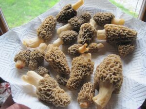 Morel Mushroom