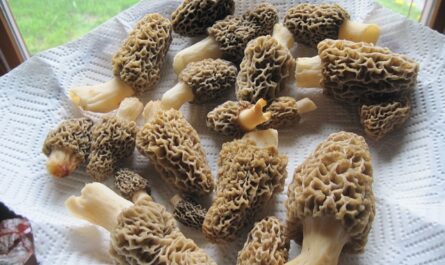 Morel Mushroom