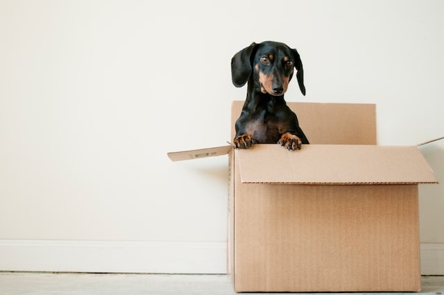 Moving to Michigan - Dog in box