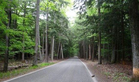 Tunnel of Trees Michigan
