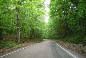 Tunnel of Trees