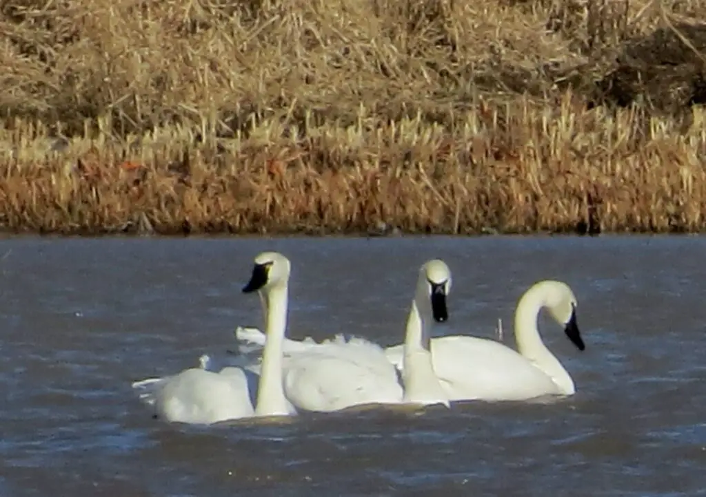 Tundra Swans